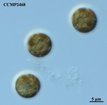 CCMP2468 | NCMA at Bigelow Laboratory